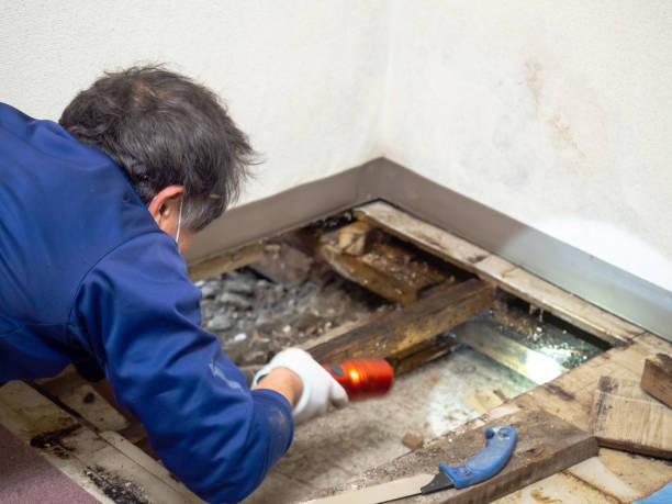 Best DIY Mold Remediation Support Services in Decatur, MS