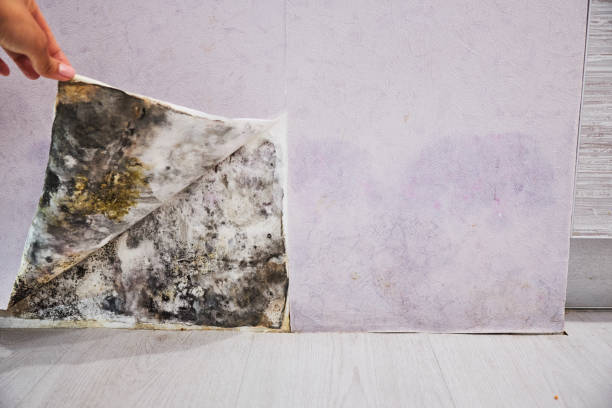 Best Basement Mold Remediation in Decatur, MS